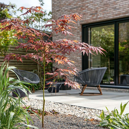 Acer palmatum 'Starfish' - Japanischer Ahorn