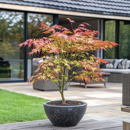 Acer palmatum 'Starfish' - Japanischer Ahorn