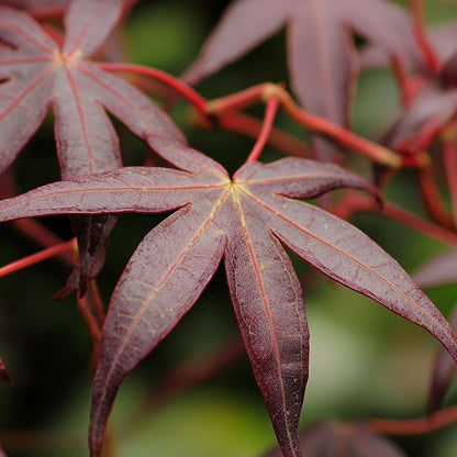 Acer palmatum 'Starfish' - Japanischer Ahorn