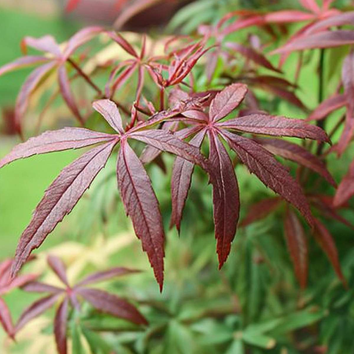 Acer palmatum 'Starfish' - 2er-Set - Japanischer Ahorn