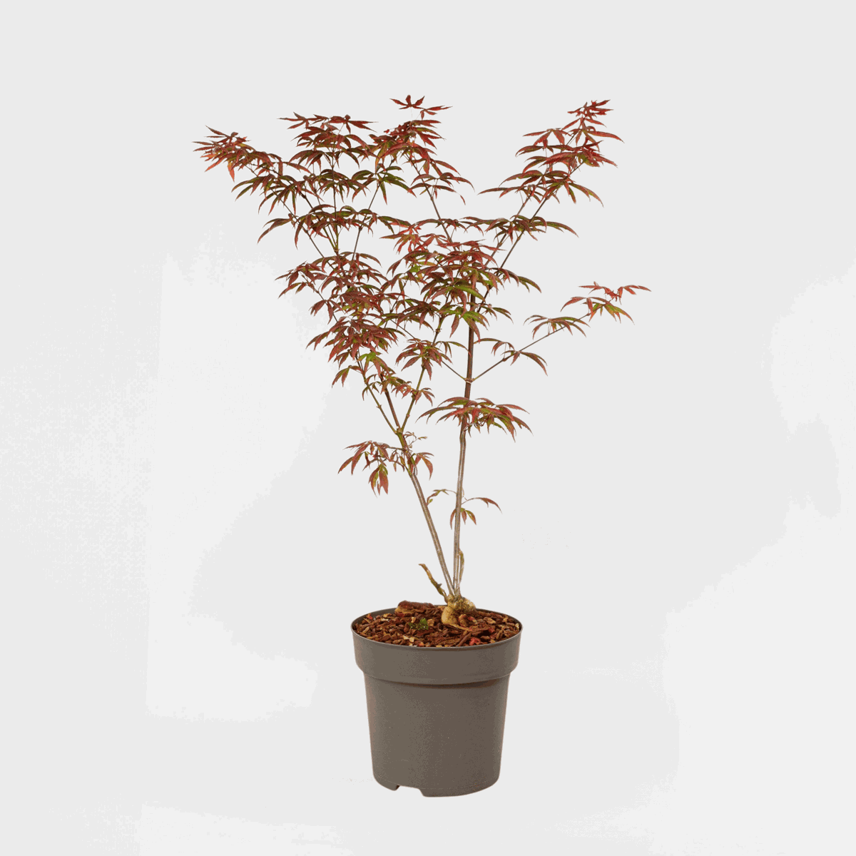 Acer palmatum 'Starfish' - Japanischer Ahorn