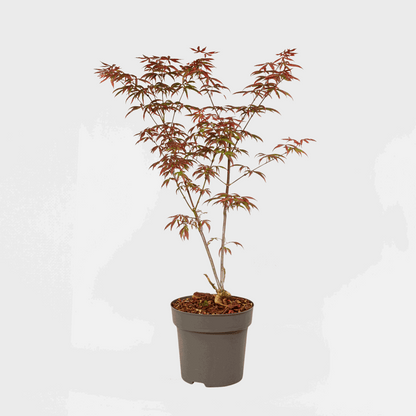 Acer palmatum 'Starfish' - Japanischer Ahorn