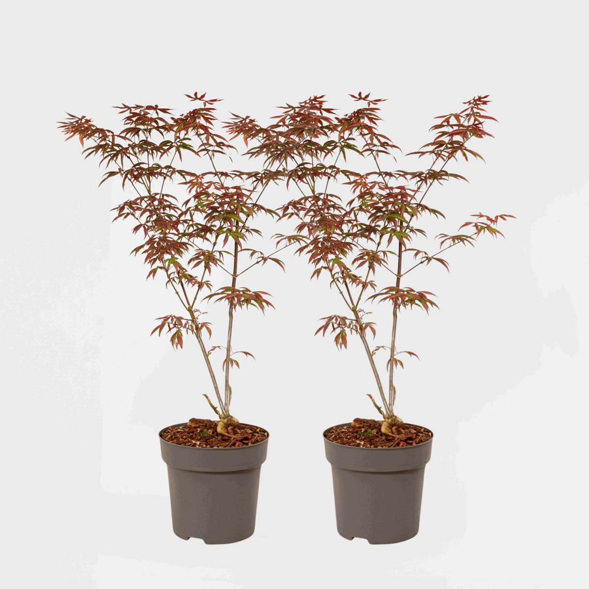 Acer palmatum 'Starfish' - 2er-Set - Japanischer Ahorn