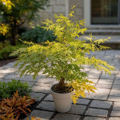 Acer palmatum 'Orange Lace' - Japanischer Ahorn