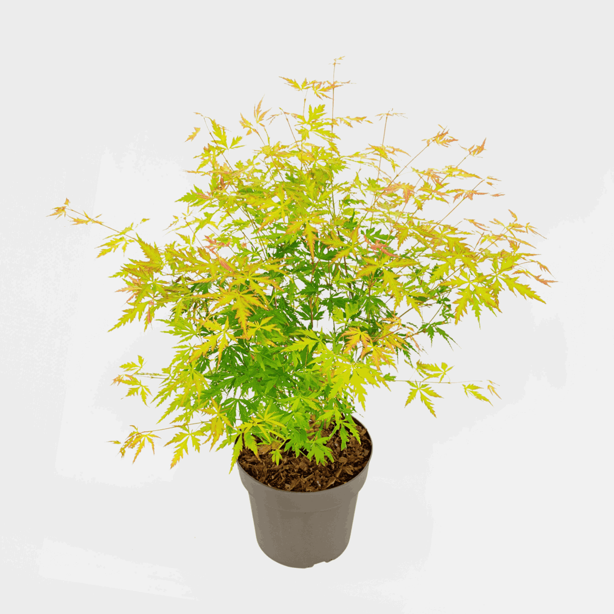 Acer palmatum 'Orange Lace' - Japanischer Ahorn