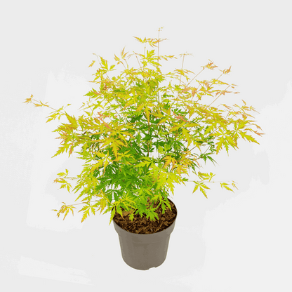Acer palmatum 'Orange Lace' - Japanischer Ahorn