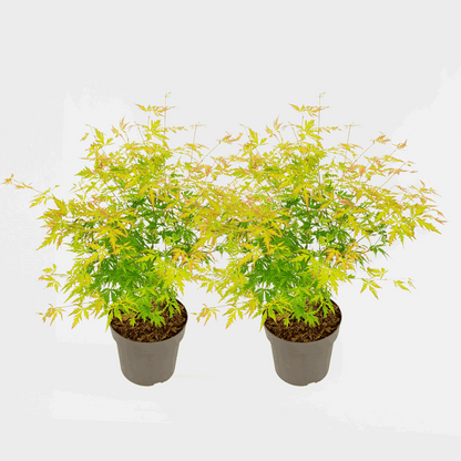 Acer palmatum 'Orange Lace' - 2er-Set - Ahorn