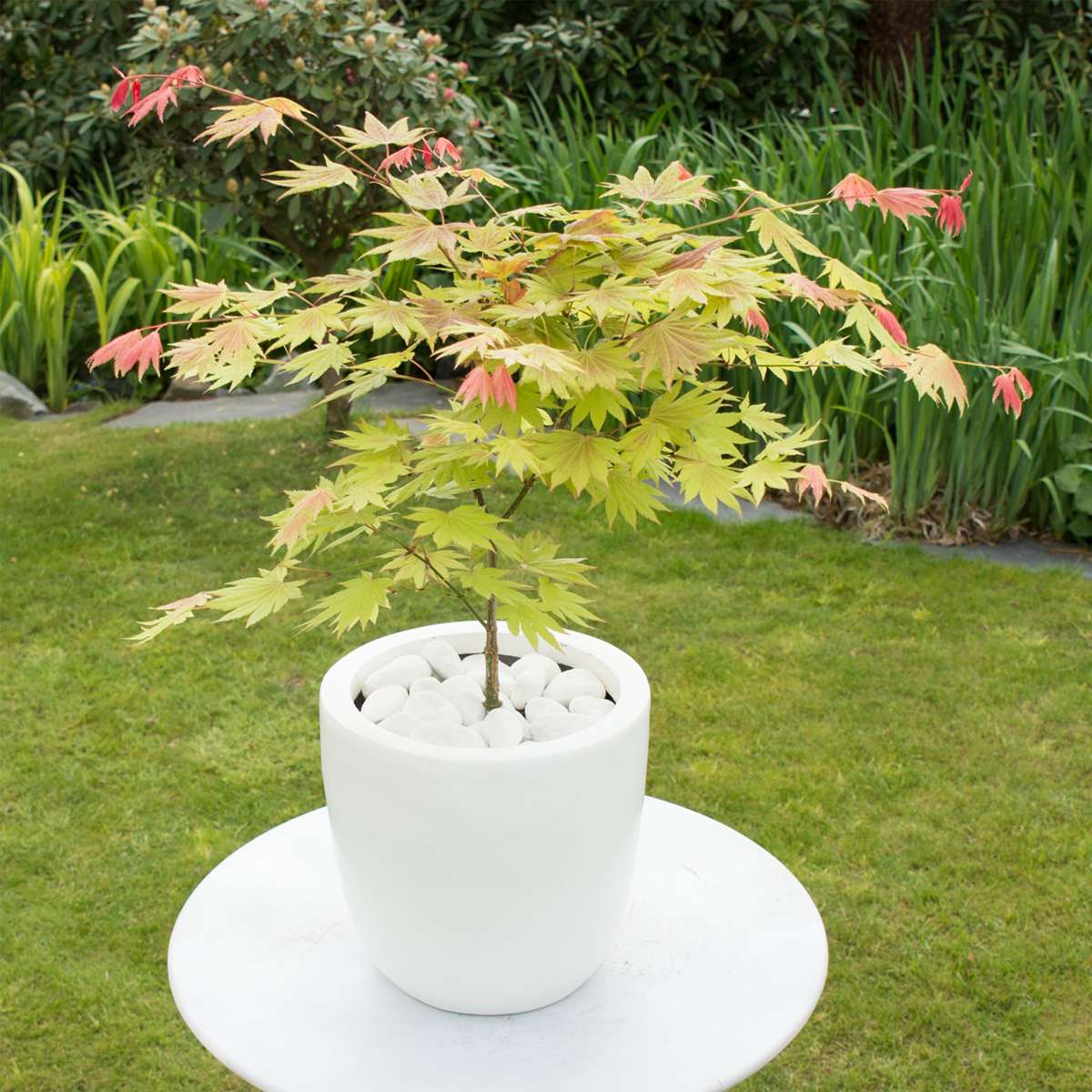 Acer palmatum 'Moonrise' - 2er-Set - Japanischer Ahorn