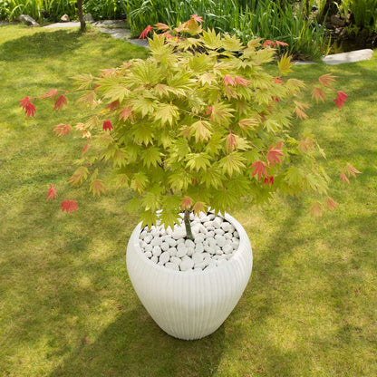 Acer palmatum 'Moonrise' - 2er-Set - Japanischer Ahorn