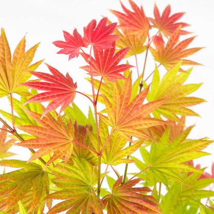 Acer palmatum 'Moonrise' - 2er-Set - Japanischer Ahorn