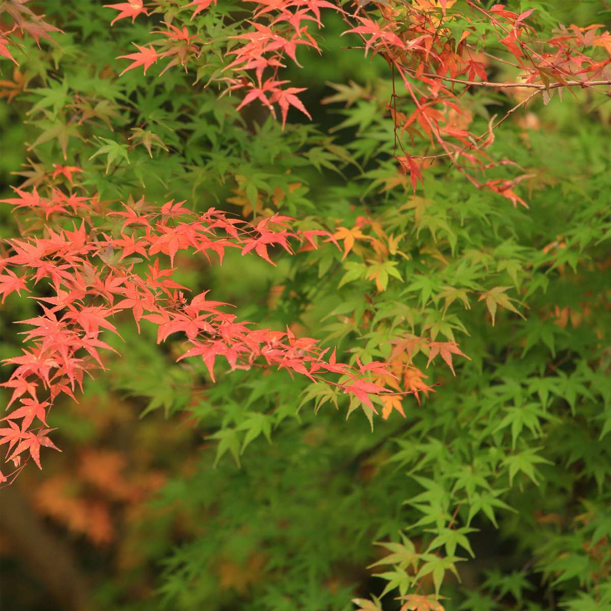 Acer palmatum 'Moonrise' - 2er-Set - Japanischer Ahorn