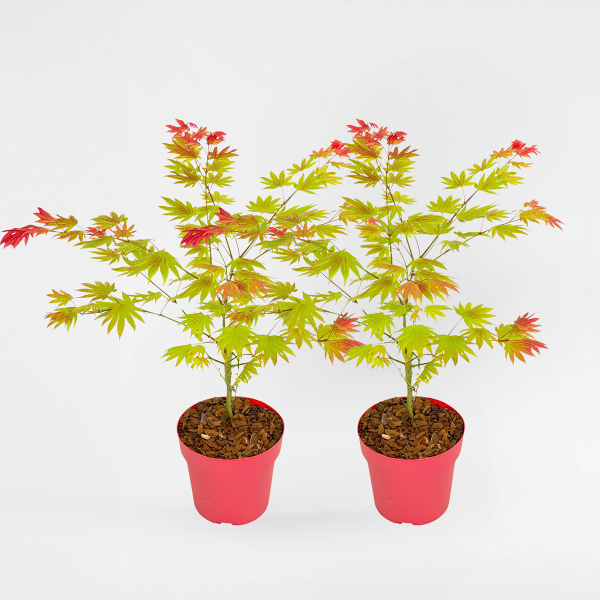 Acer palmatum 'Moonrise' - 2er-Set - Japanischer Ahorn
