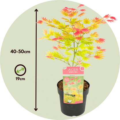 Acer palmatum 'Moonrise' - 2er-Set - Japanischer Ahorn
