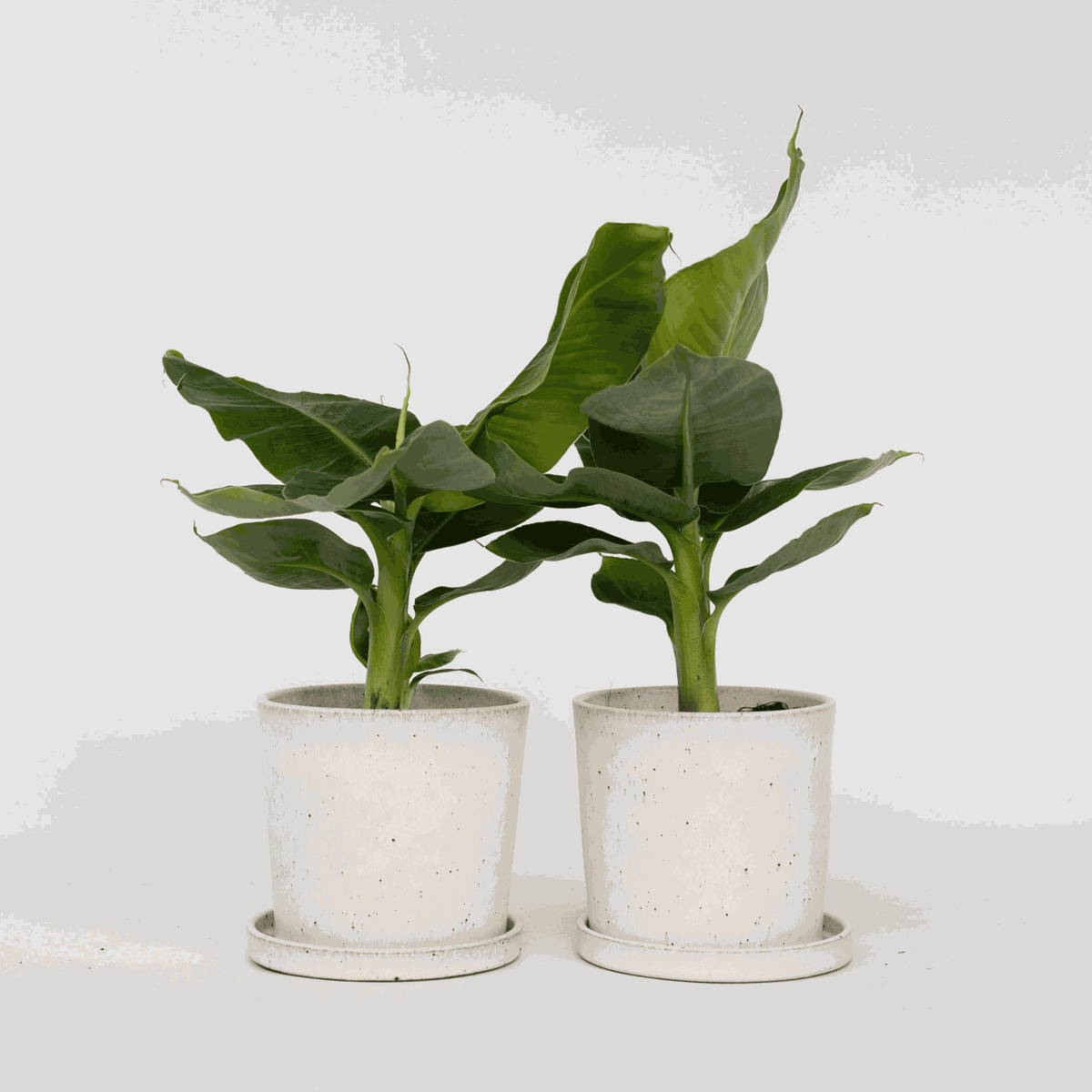 Musa 'Oriental Dwarf' - 2er-Set - Bananenpflanzen