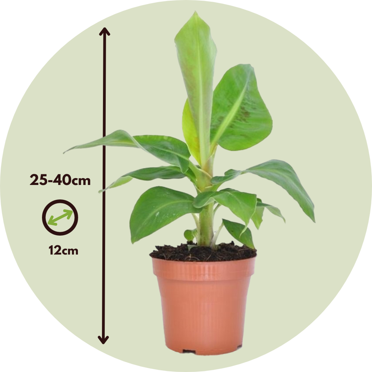 Musa 'Oriental Dwarf' - 2er-Set - Bananenpflanzen