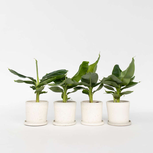 Musa 'Oriental Dwarf' - 4er-Set - Bananenpflanzen