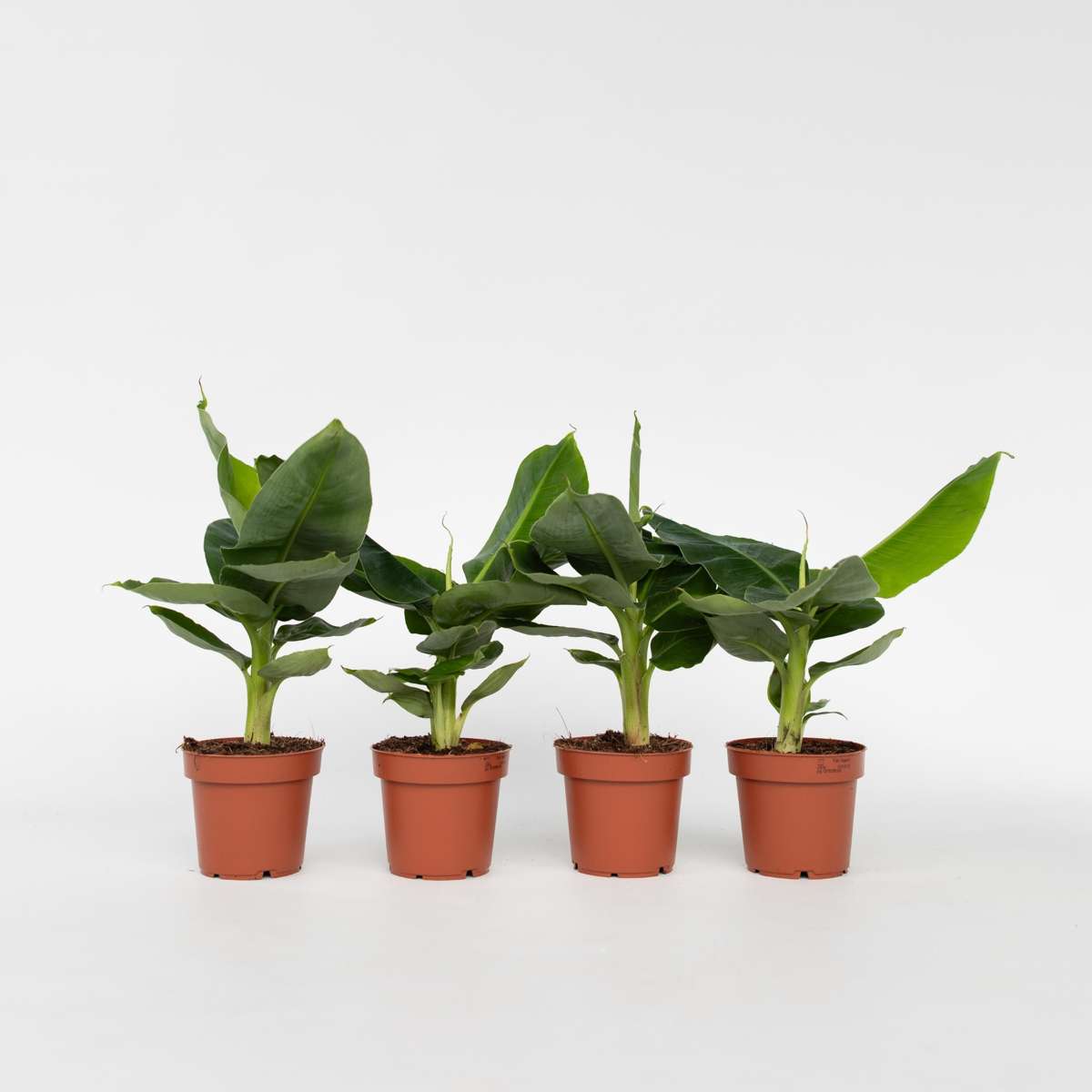 Musa 'Oriental Dwarf' - 4er-Set - Bananenpflanzen
