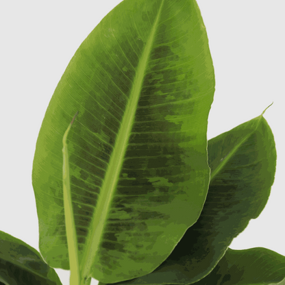 Musa 'Oriental Dwarf' - Bananenpflanze