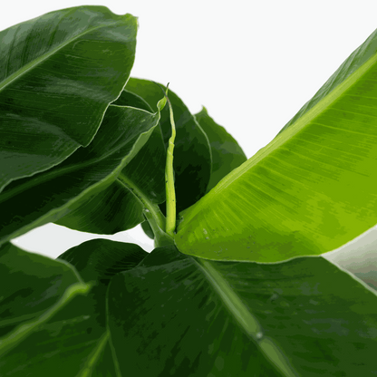 Musa 'Oriental Dwarf' - Bananenpflanze