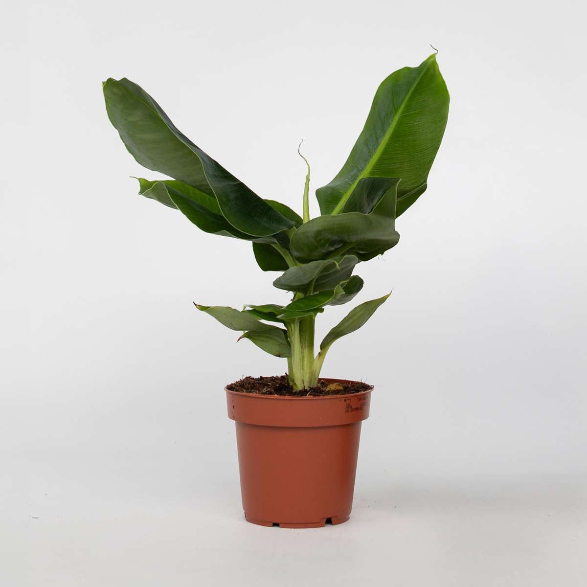 Musa 'Oriental Dwarf' - Bananenpflanze