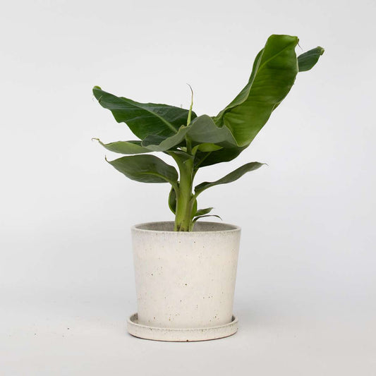 Musa 'Oriental Dwarf' - Bananenpflanze
