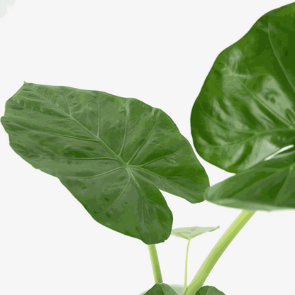 Alocasia 'Macrorrhiza' - Elefantenohr