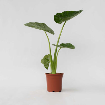 Alocasia 'Macrorrhiza' - Elefantenohr