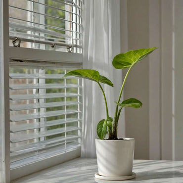 Alocasia 'Macrorrhiza' - 2er-Set - Elefantenohr