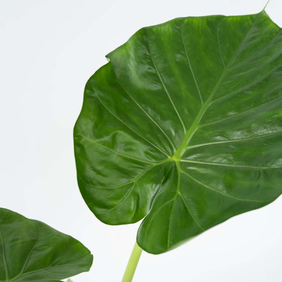 Alocasia 'Macrorrhiza' - 2er-Set - Elefantenohr