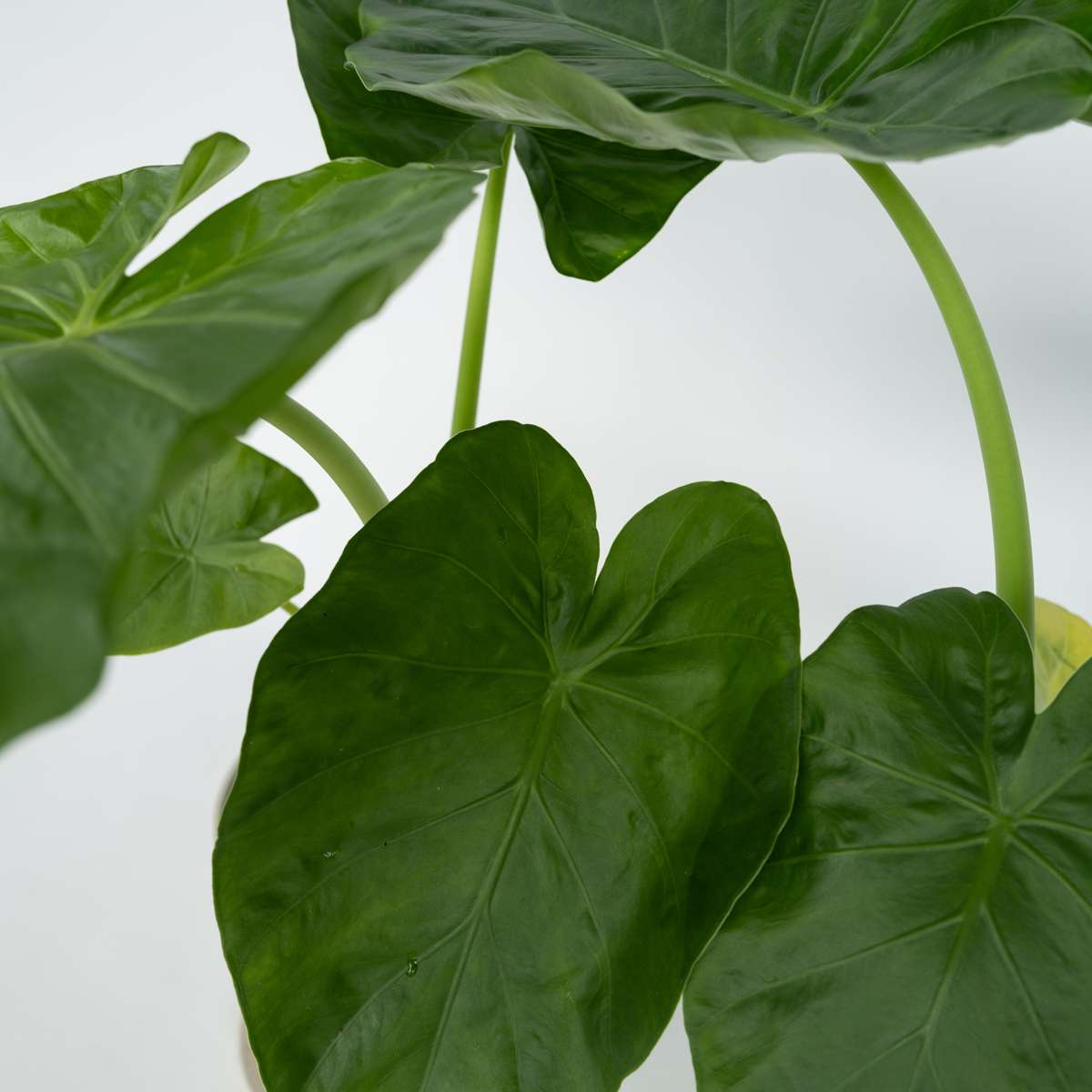 Alocasia 'Macrorrhiza' - 2er-Set - Elefantenohr