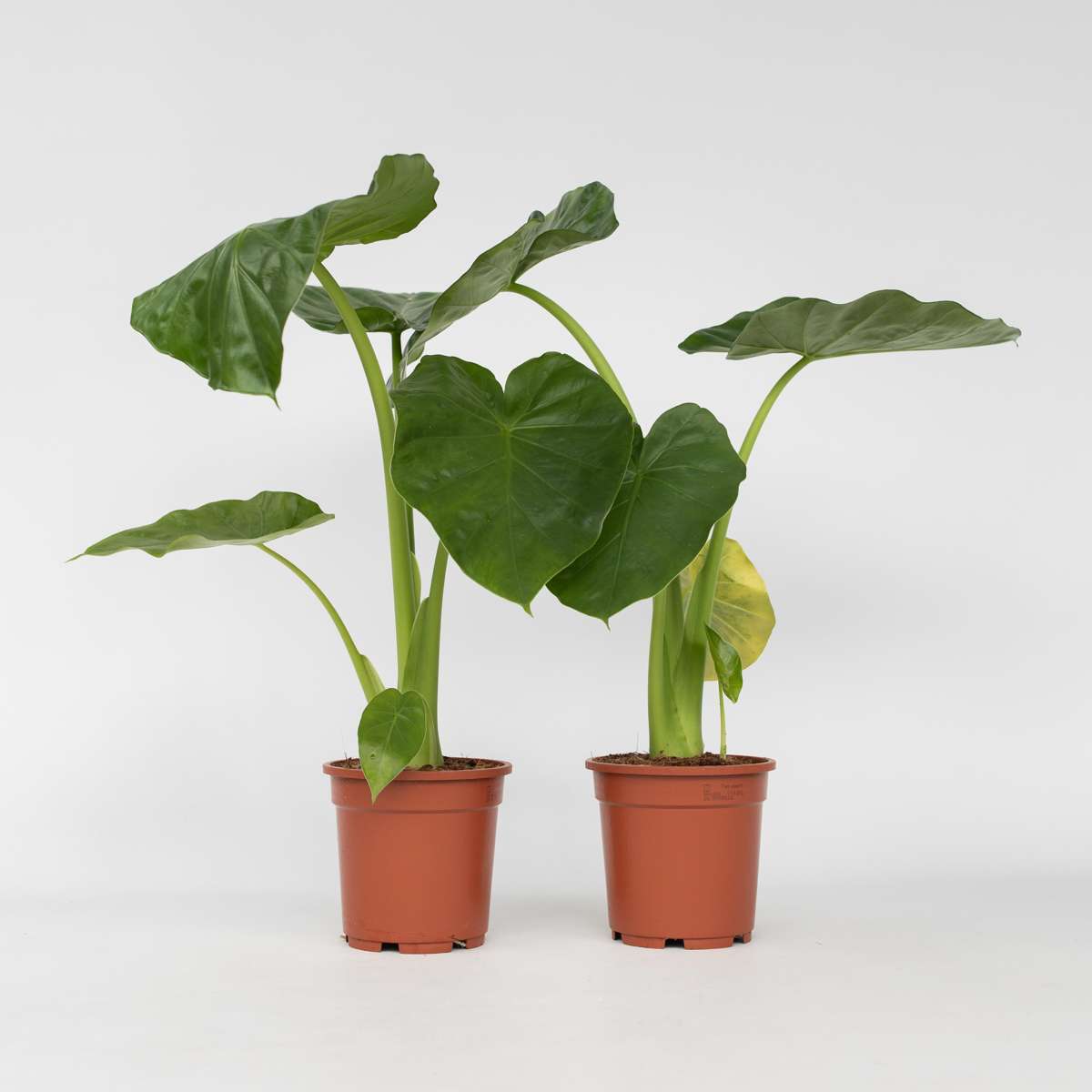 Alocasia 'Macrorrhiza' - 2er-Set - Elefantenohr