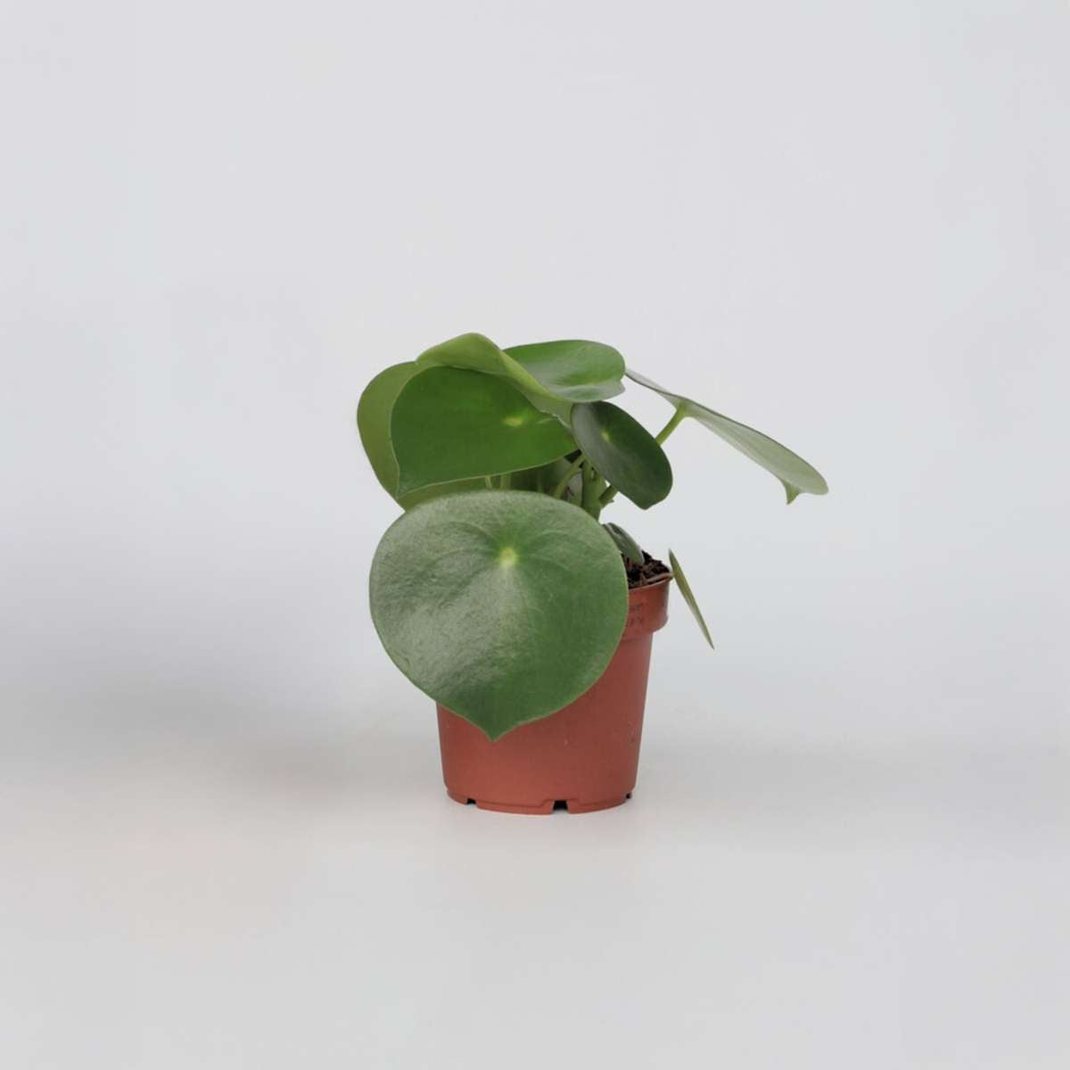 Peperomia Polybotrya - Regentropfenpflanze