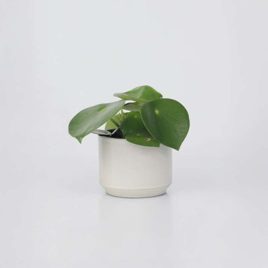 Peperomia Polybotrya - Regentropfenpflanze