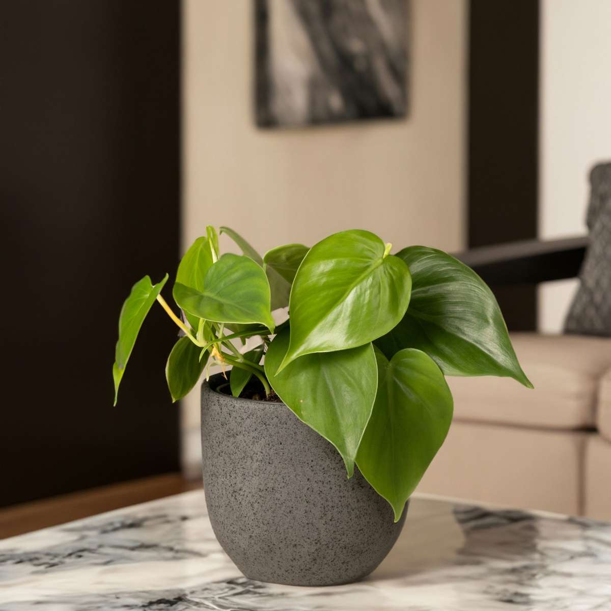 Peperomia Regentropfen - 2er-Set
