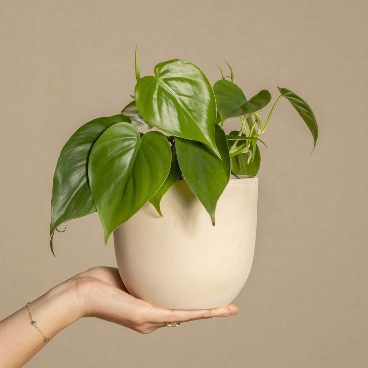 Peperomia Regentropfen - 2er-Set