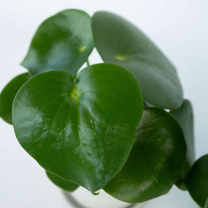 Peperomia Regentropfen - 2er-Set