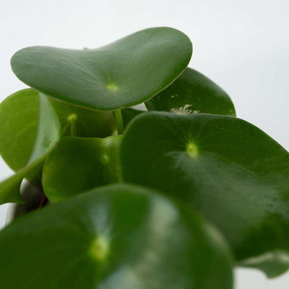 Peperomia Regentropfen - 2er-Set