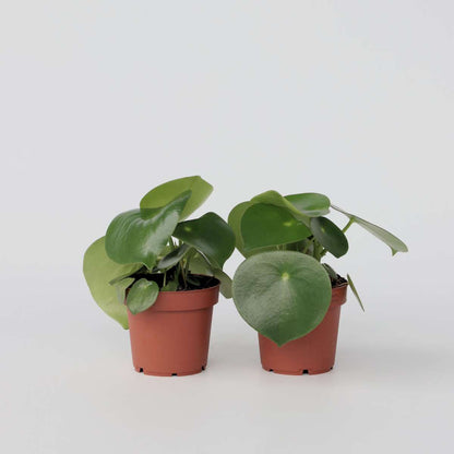 Peperomia Regentropfen - 2er-Set