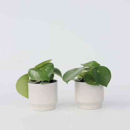 Peperomia Regentropfen - 2er-Set