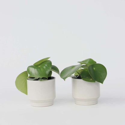 Peperomia Regentropfen - 2er-Set