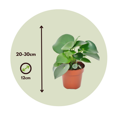 Peperomia Regentropfen - 2er-Set