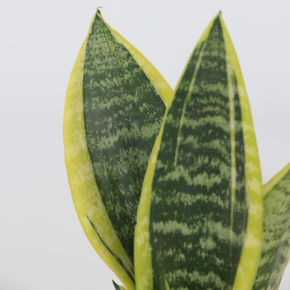 Sansevieria Laurentii