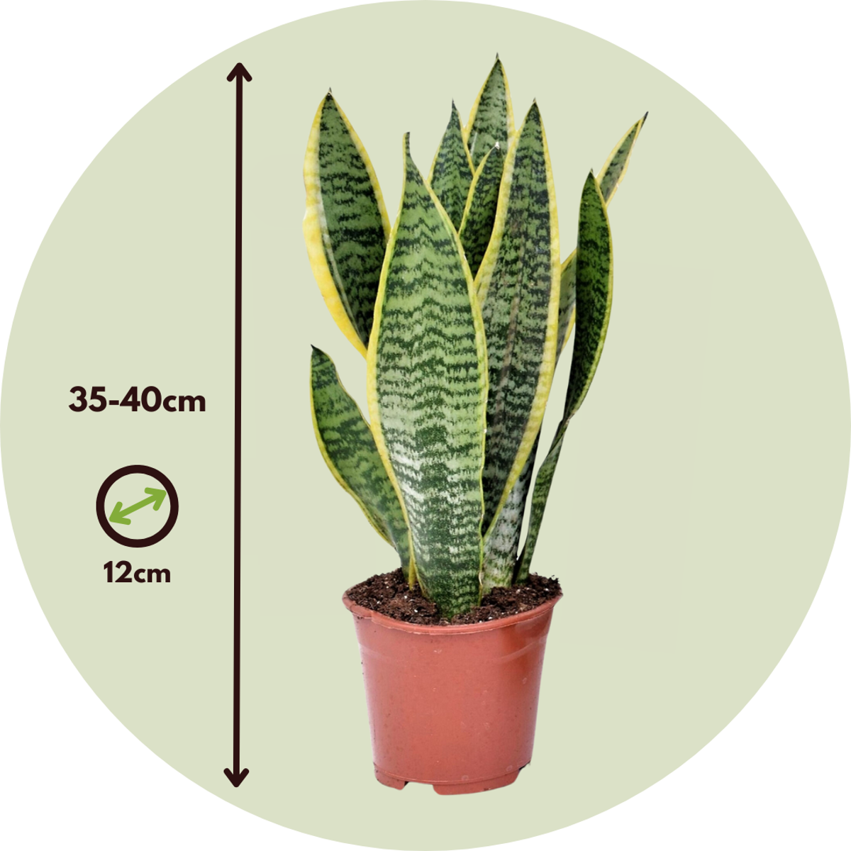 Sansevieria Laurentii