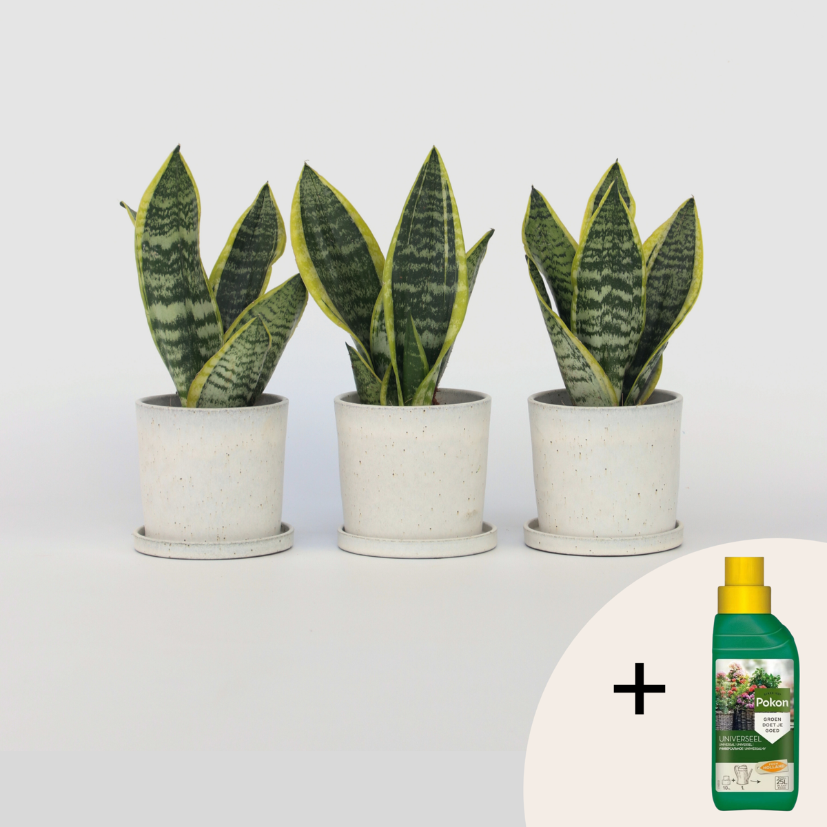 Sansevieria Laurentii - Set van 3 - Met plantenvoeding