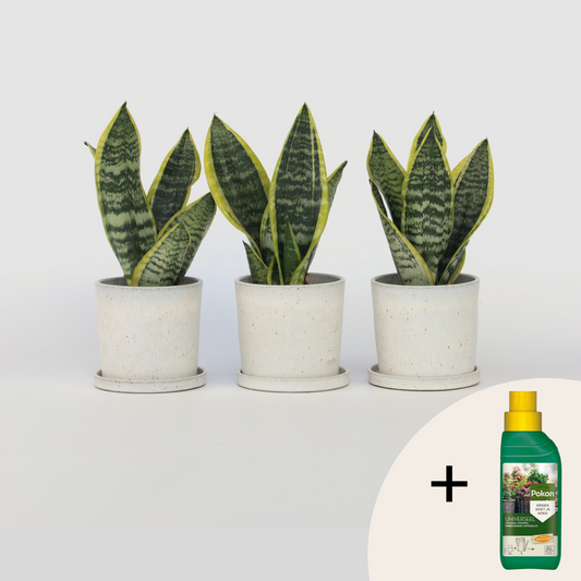 Sansevieria Laurentii - Set van 3 - Met plantenvoeding