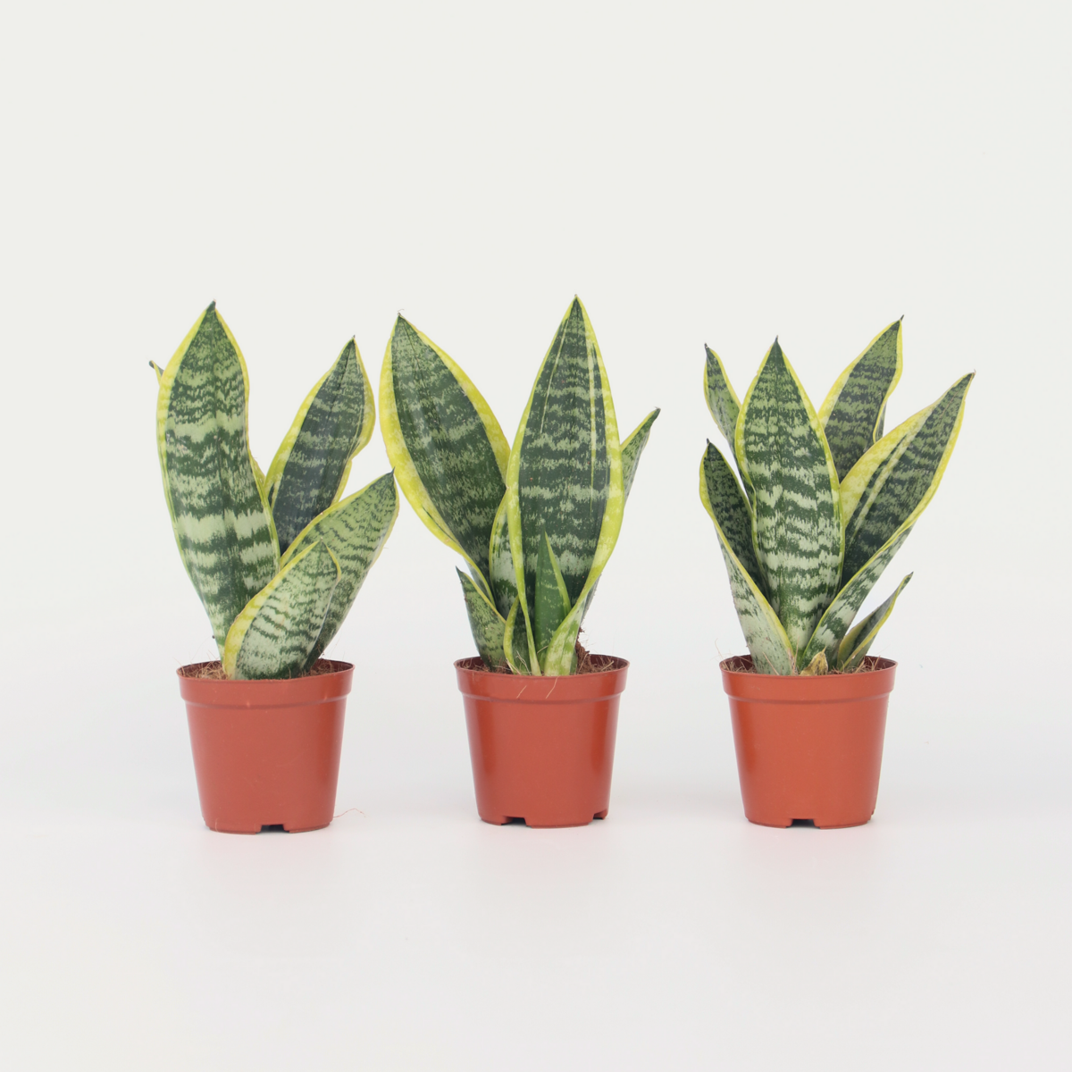 Sansevieria Laurentii – 3er-Set