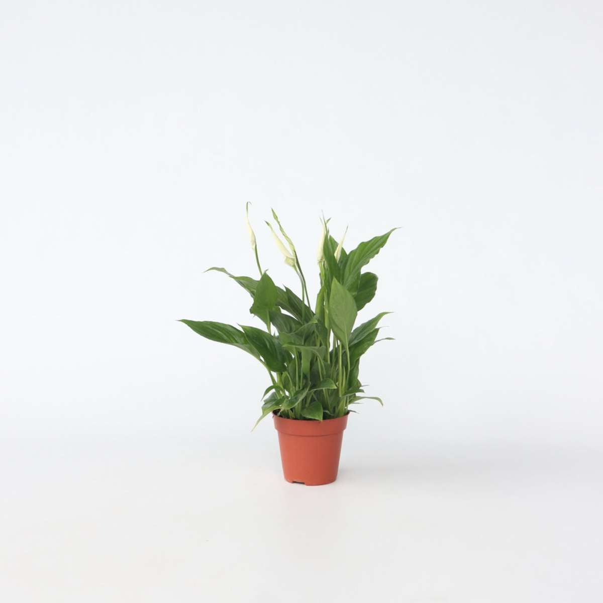 Spathiphyllum - Friedenslilie