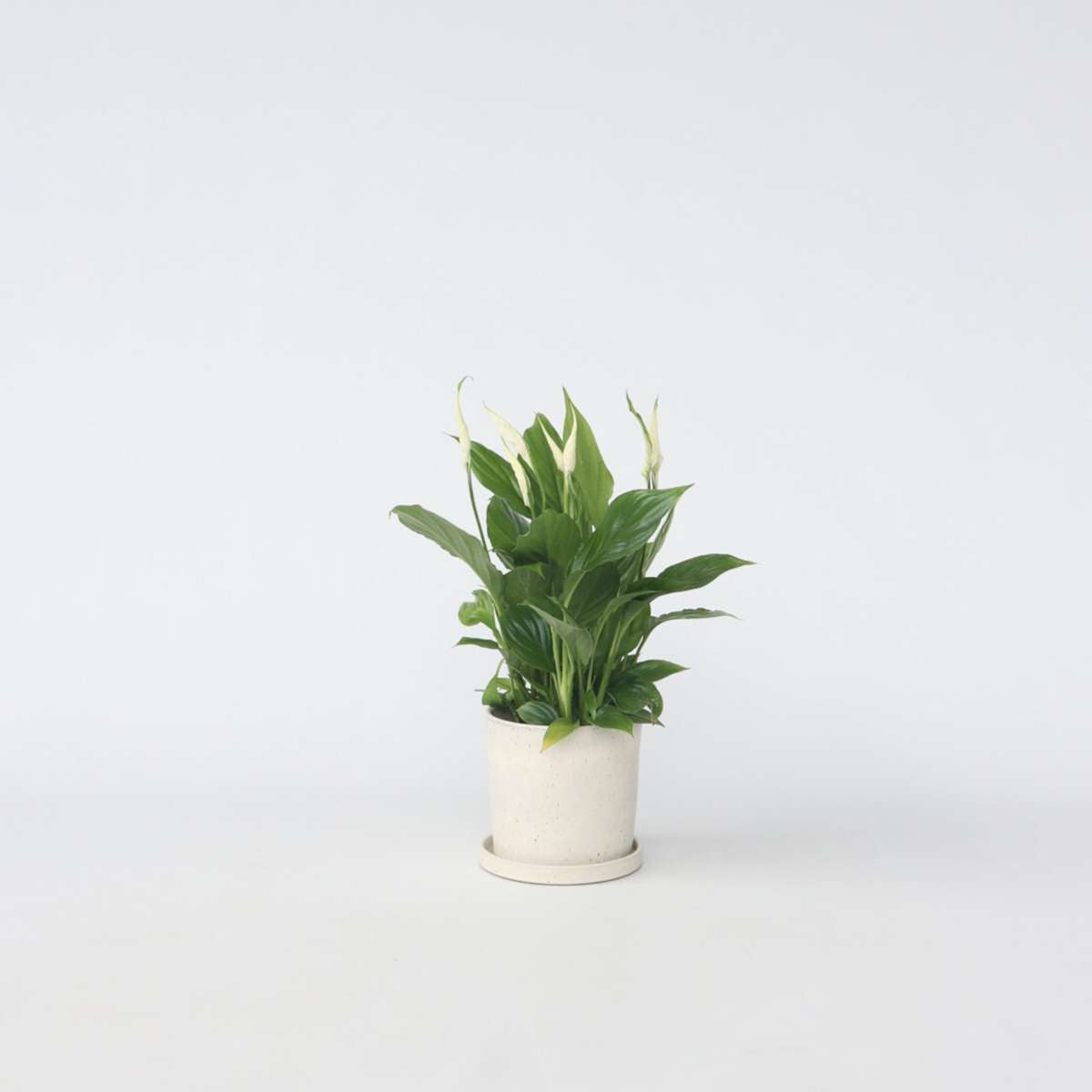 Spathiphyllum - Friedenslilie