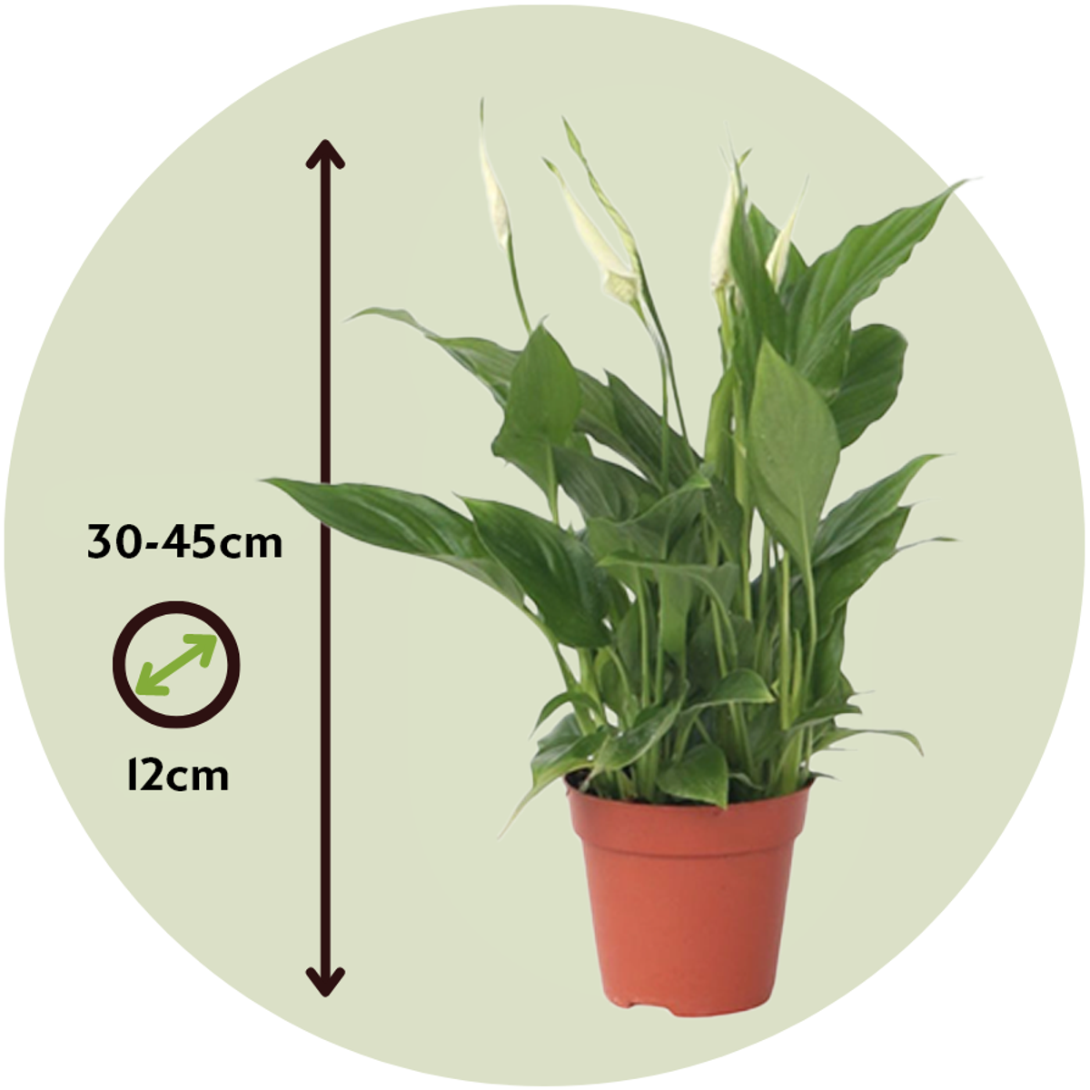 Spathiphyllum - Friedenslilie