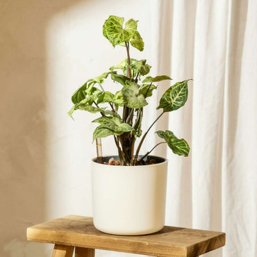 Syngonium podophyllum 'Pixie' - Kleines Herzblatt